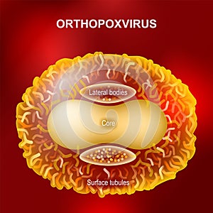 Orthopoxvirus or Monkeypox virus that cause smallpox, cowpox, horsepox, camelpox, and monkeypox photo