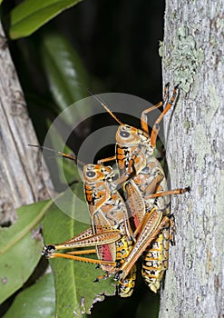 Orthoptera