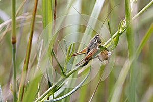 Orthoptera / Grasshopper