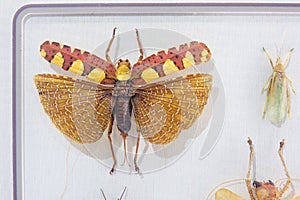 Orthoptera locust