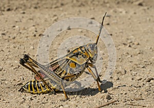 Orthoptera