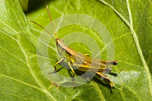 Orthoptera, orthopteran