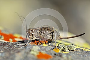 Orthoptera are paurometabolic insects with chewy mouthparts.