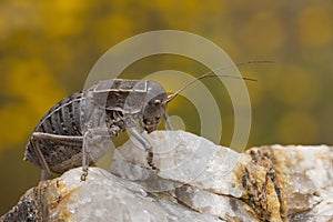 Orthoptera are paurometabolic insects with chewy mouthparts.