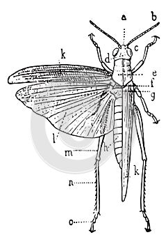 Orthoptera, vintage engraving