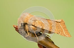 Orthosia cerasi