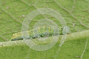 Orthosia cerasi larvae
