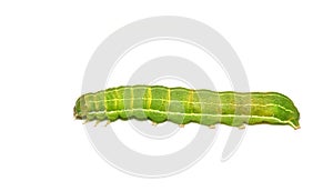 Orthosia incerta larvae