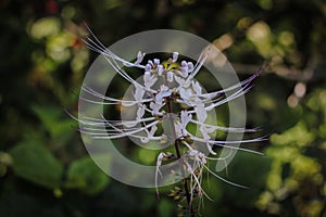 Orthosiphon aristatus , also known as cat\'s whiskers, belongs to the family Lamiaceae Labiatae