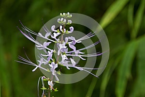 Orthosiphon aristatus Blume