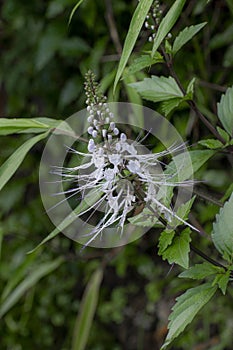 Orthosiphon aristatus, cat\'s whiskers or Javanese tea photo