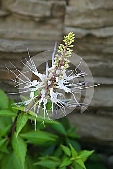 Snowy white bloom of Orthosiphon aristatus or Cat Whiskers, with long elegant stamens, from which the plant got its name