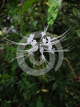 Orthosiphon Aristatus (Cat's Whiskers) is a plant native to Indonesia