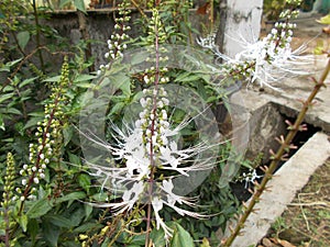 Orthosiphon aristatus or cat whiskers flowers