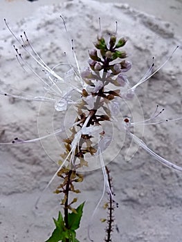 Orthosiphon aristatus flower