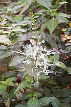 Orthosiphon aristatus flower in nature garden