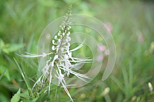 Orthosiphon aristatus herb flower plant blossom in nature