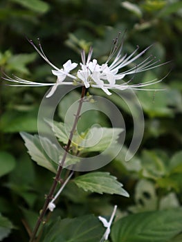 Orthosiphon aristatus is known as the cat's whisker plant