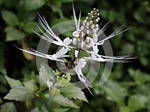 Orthosiphon aristatus is known as the cat's whisker plant