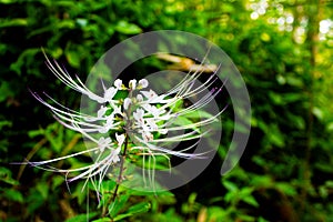 Orthosiphon aristatus or known as cat's whiskers is a plant from the Lamiaceae Labiatae family.