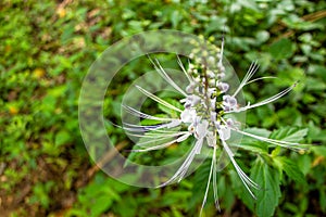 Orthosiphon aristatus or known as cat's whiskers is a plant from the Lamiaceae Labiatae family.