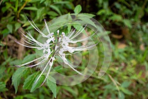 Orthosiphon aristatus or known as cat's whiskers is a plant from the Lamiaceae Labiatae family.