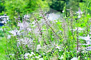 CatÃÂ´s whiskers plant