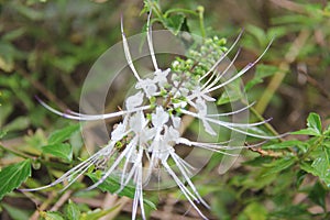 Orthosiphon aristatus. is a plant species in the family of Lamiaceae Labiatae