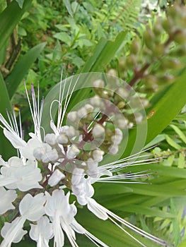 Orthosiphon aristatus is a plant species in the family of Lamiaceae / Labiatae