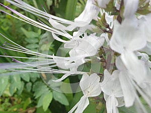 Orthosiphon aristatus is a plant species in the family of Lamiaceae / Labiatae