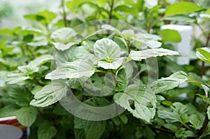 Orthosiphon Stamineus herb or java tee plant with flowers.