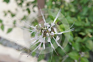 Orthosiphon Stamineus herb or java tee plant with flowers.
