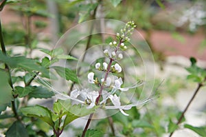Orthosiphon Stamineus herb or java tee plant with flowers.