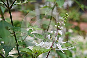 Orthosiphon Stamineus herb or java tee plant with flowers.
