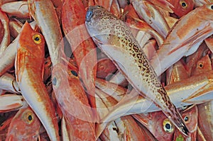 Ortiga  Market , Syracuse, Fish