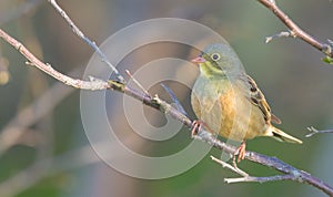 Ortolan Bunting - Emberiza hortulana - male bird