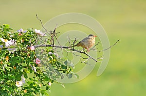 Ortolan Bunting standing on bush