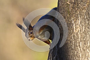 Ortrait of European red squirrel Sciurus vulgaris on a tree