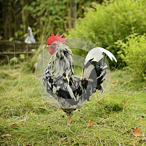 Orust rooster
