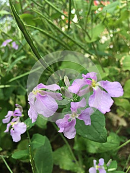 Orychophragmus violaceus L. O. E. Schulz. Shooting in summer