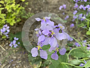 Orychophragmus violaceus L. O. E. Schulz. Shooting in summer