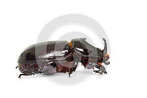 Oryctes gnu rhinoceros beetle