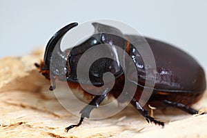 Oryctes nasicornis