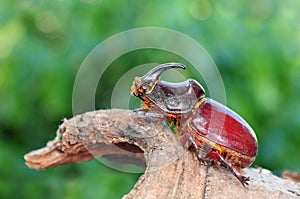 Oryctes nasicornis, beetle
