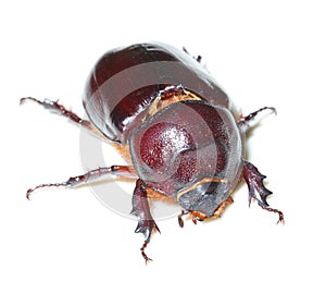 Oryctes nasicornis, European rhinoceros beetle