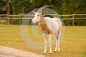 Oryx