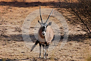 Oryx