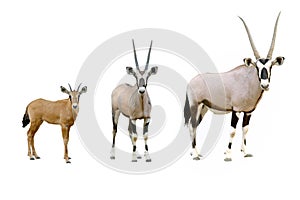 Oryx photo