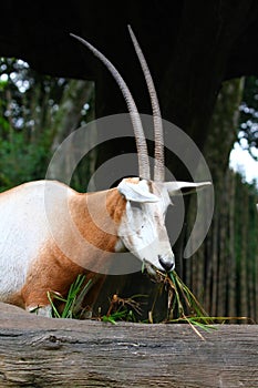 Oryx photo