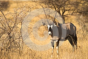 Oryx photo
